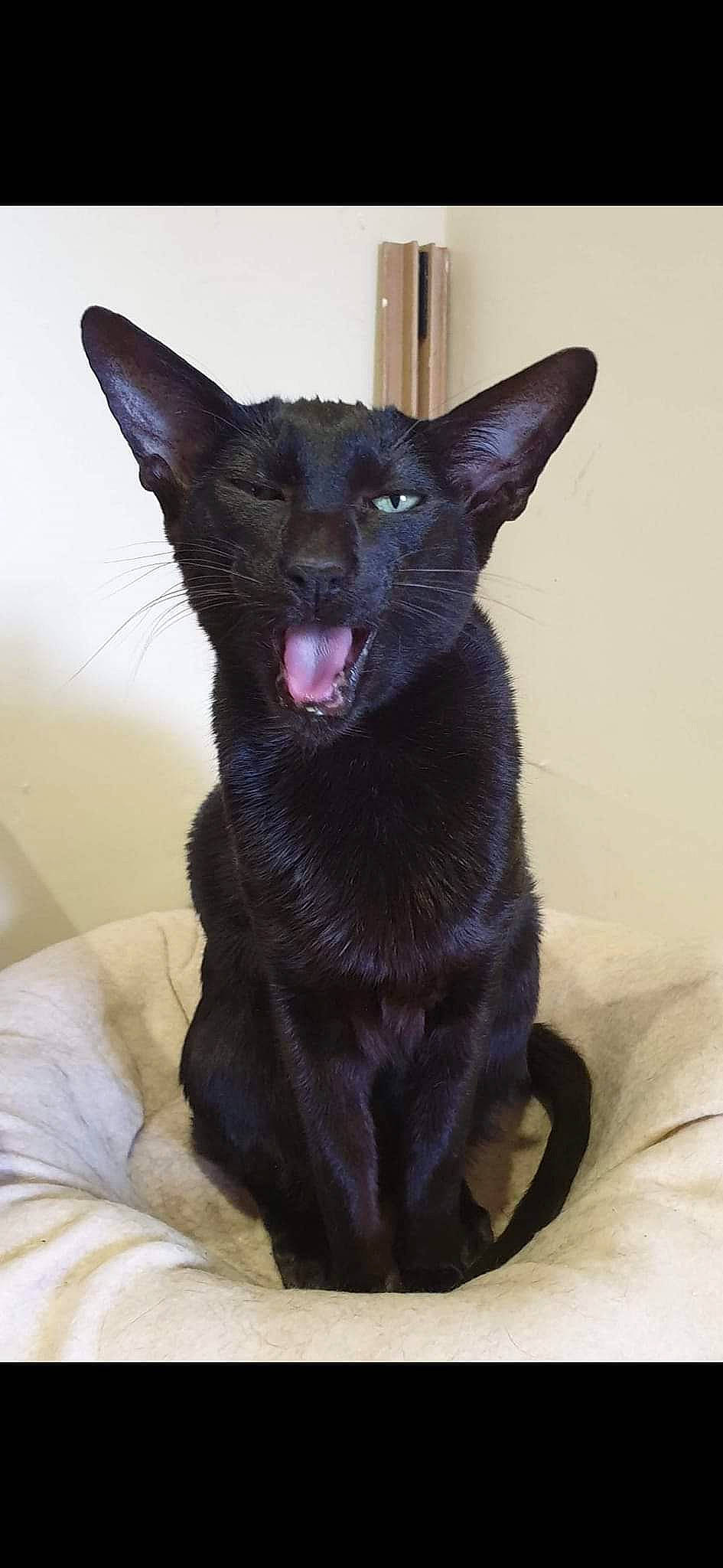 Coal joined the competition — help win amazing prizes! bombay, canidae, carmine, carnivore, comfort, companion_dog, dog, dog_breed, fawn, felidae, fur, liver, non_sporting_group, small_to_medium_sized_cats, snout, sporting_group, tail, terrestrial_animal, whiskers, working_animal