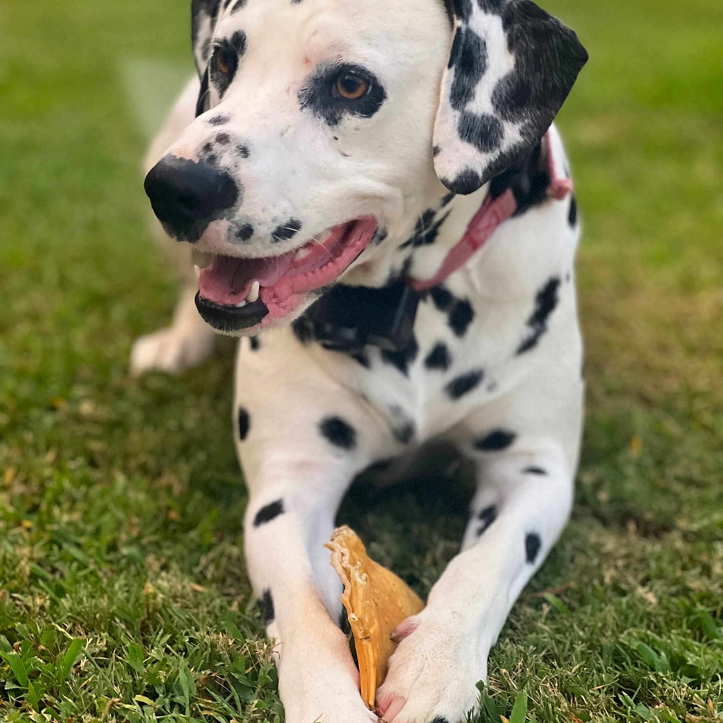 Harley