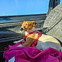 Rocket a rejoint le concours — aidez-le/la à gagner de superbes lots ! dog, car_interior, sunlight, harness, blanket, seat, resting, pet, canine, relaxed, daytime, window, vehicle, comfort, domestic_animal, travel, leash, sunny, side_view, peaceful