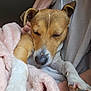 Rocket a rejoint le concours — aidez-le/la à gagner de superbes lots ! dog, sleeping, brown_fur, white_fur, blanket, pink_blanket, cozy, relaxed, paw, nose, ears, person, hoodie, indoor, pet, cute, resting, comfort, close_up, animal