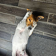 Rocket participe au concours pour gagner de l'argent avec cette photo : dog, playing, floor, tile, paws, lying_down, indoor, cute, shy, pet, animal, fur, brown, white, ears, head, body, carpet, relaxed, paw_covering_eyes