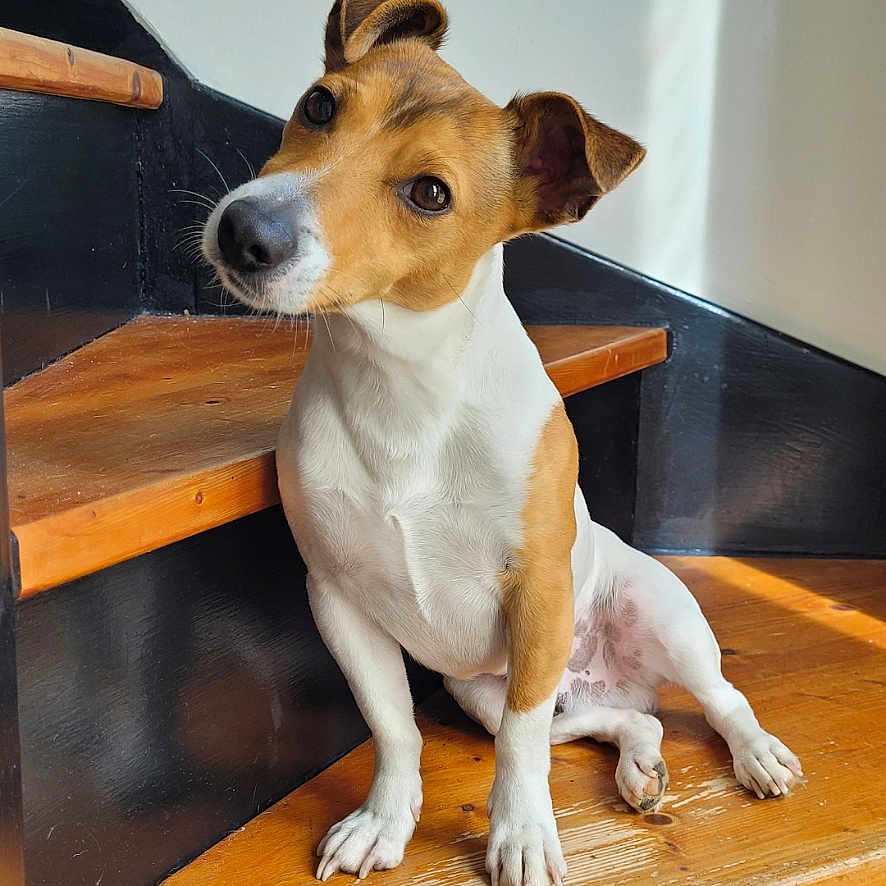 Rocket participe au concours pour gagner de l'argent avec cette photo : brown_and_white, canine, companion, curious, cute, dog, domestic_animal, ears, fur, head_tilt, indoor, natural_light, paw, pet, sitting, small_dog, snout, stairs, white_wall, wooden_floor