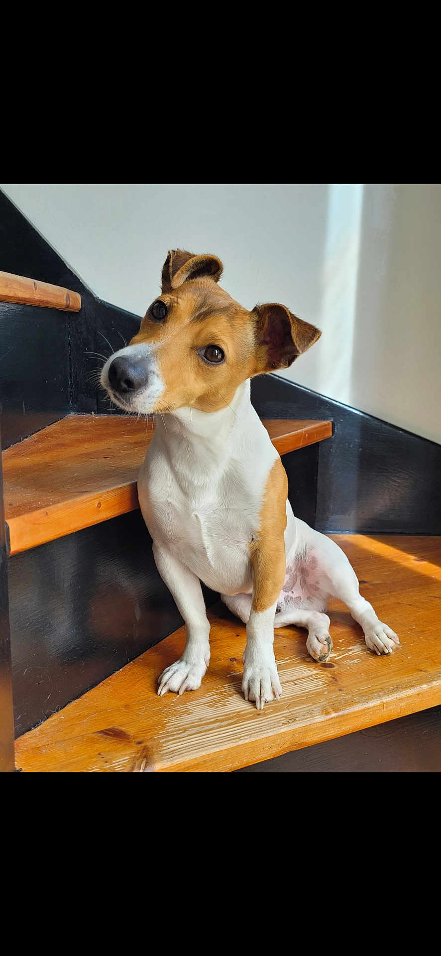 Rocket participe au concours pour gagner de l'argent avec cette photo : dog, stairs, wooden_floor, curious, pet, indoor, small_dog, head_tilt, white_wall, natural_light, brown_and_white, canine, paw, sitting, domestic_animal, ears, snout, fur, companion, cute