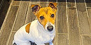 Rocket a rejoint le concours — aidez-le/la à gagner de superbes lots ! dog, small_dog, brown_and_white, pet, indoor, floor, wood_floor, kitchen, cabinet, looking_up, cute, animal, canine, ears_up, sitting, domestic_animal, companion, waiting, attention, friendly