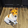 dog, small_dog, brown_and_white, pet, indoor, floor, wood_floor, kitchen, cabinet, looking_up, cute, animal, canine, ears_up, sitting, domestic_animal, companion, waiting, attention, friendly