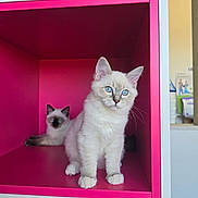 Bernard participe au concours pour gagner de l'argent avec cette photo : cat, kitten, blue_eyes, pink_cubby, feline, indoor, pet, cute, curious, relaxed, animal, young, fur, whiskers, ears, portrait, sitting, looking, colorful, box