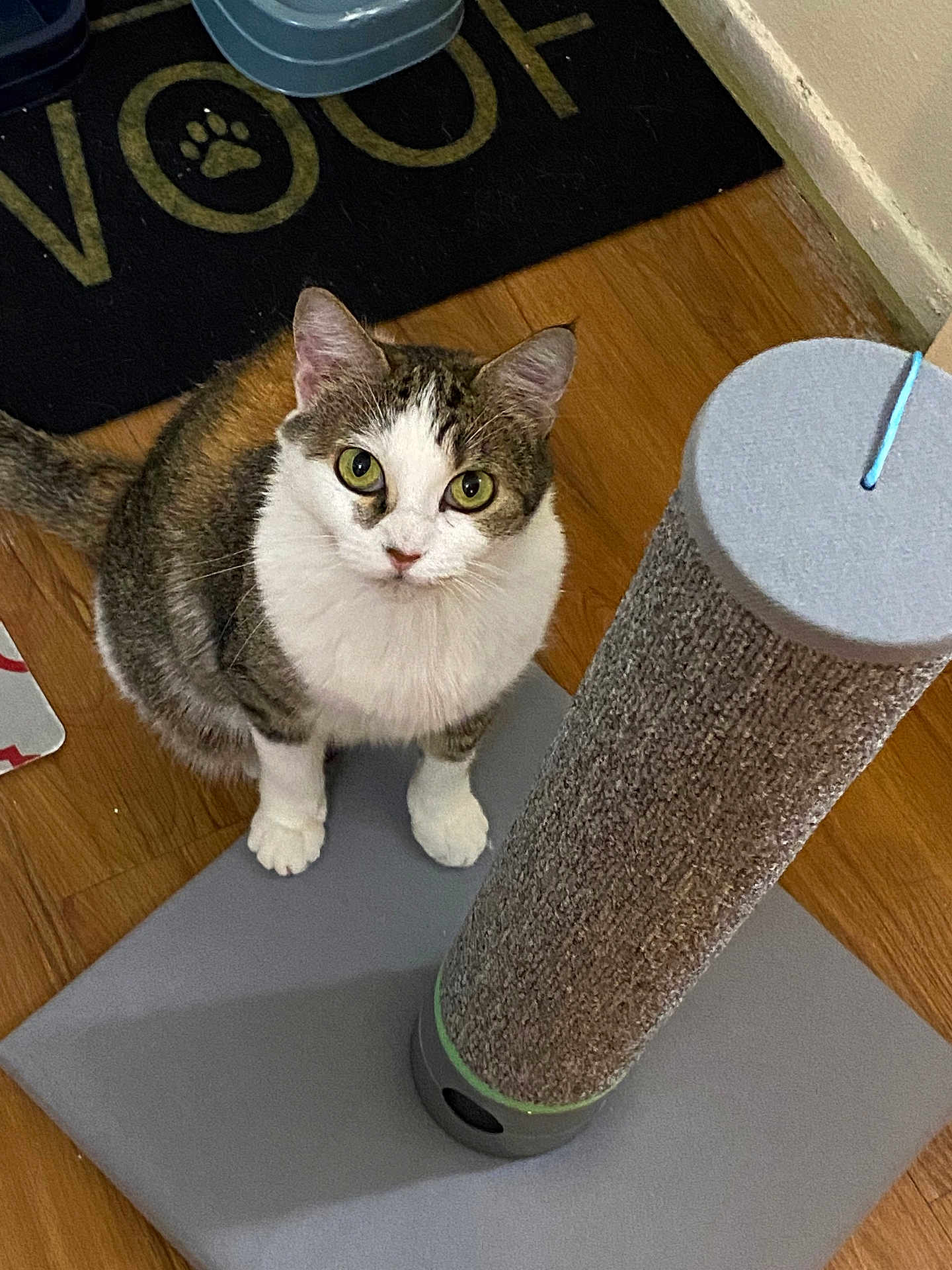 Mia joined the competition — help win amazing prizes! cat, scratching_post, wooden_floor, tabby_cat, white_fur, green_eyes, pet, indoor, floor_mat, paw_print, looking_up, curious, feline, house_pet, animal, domestic_cat, closeup, floor, play_area, home