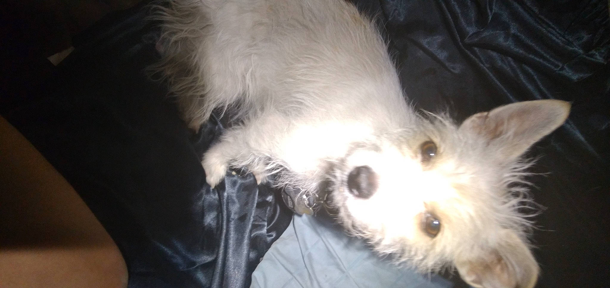 Bianca is registered to the contest to win money with this photo: american_eskimo_dog, canidae, carnivore, companion_dog, dog, dog_breed, dog_supply, ear, fur, german_spitz, japanese_spitz, paw, puppy_love, small_terrier, snout, sporting_group, terrier, toy_dog, whiskers, working_animal