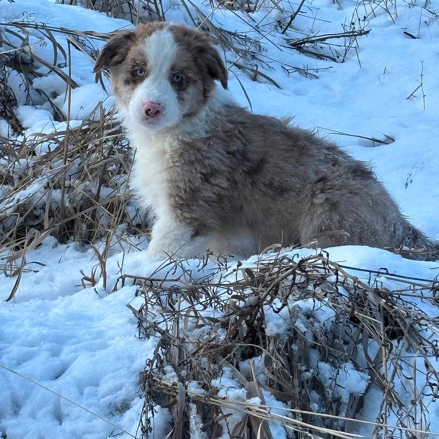Cooper joined the competition — help win amazing prizes! animal, blue_eyes, cold, curious, cute, dog, dry_twigs, fur, landscape, mammal, nature, outdoor, pet, plants, puppy, sitting, snow, wild, winter, young_dog