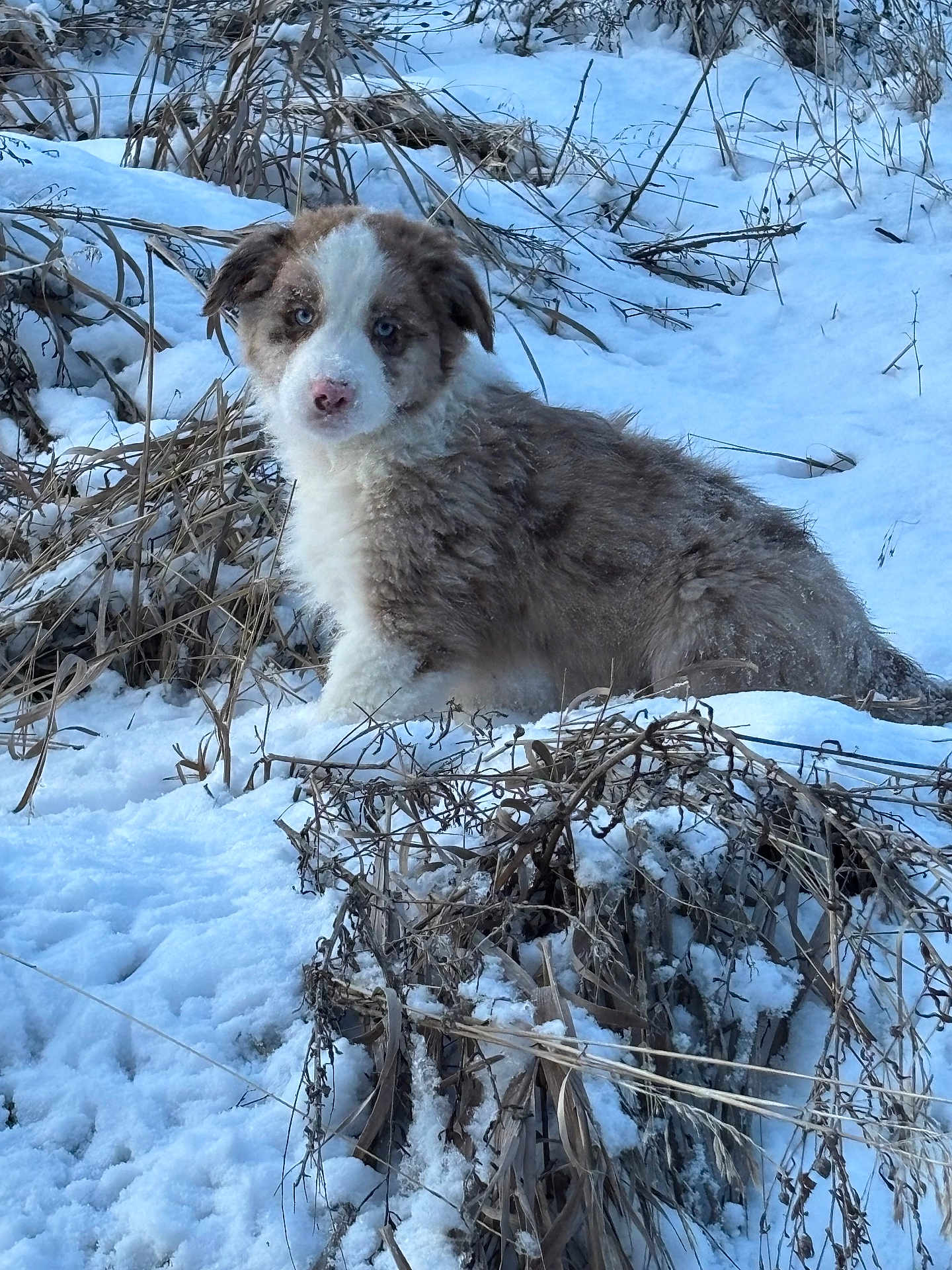 Cooper