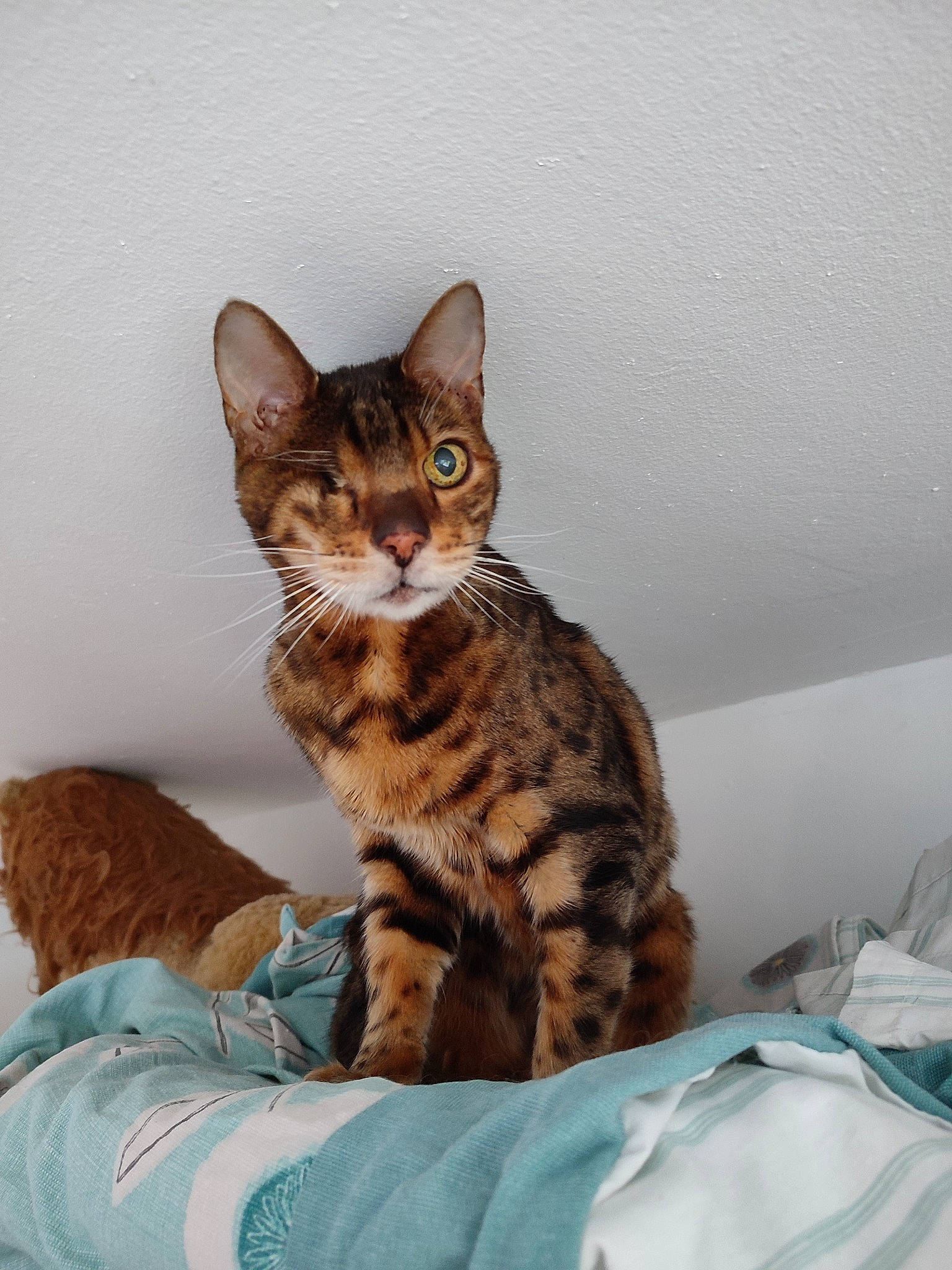 Taz is registered to the contest to win money with this photo: carnivore, cat, comfort, domestic_short_haired_cat, eye, felidae, fur, paw, sitting, small_to_medium_sized_cats, snout, tail, terrestrial_animal, whiskers