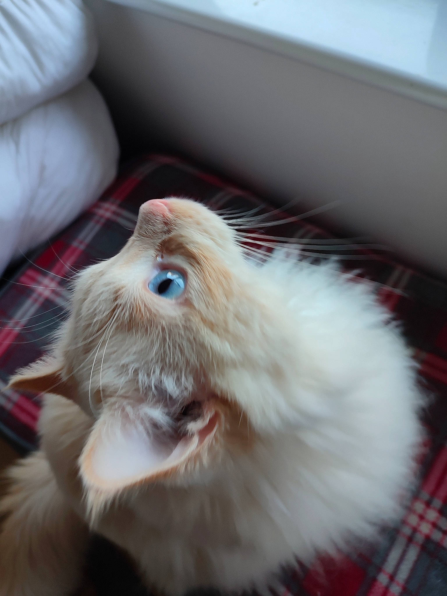 Tanuki is registered to the contest to win money with this photo: canidae, companion_dog, dog_breed, ear, fawn, felidae, fur, liver, pattern, paw, plaid, rabbits_and_hares, small_to_medium_sized_cats, snout, tail, tartan, toy_dog, whiskers