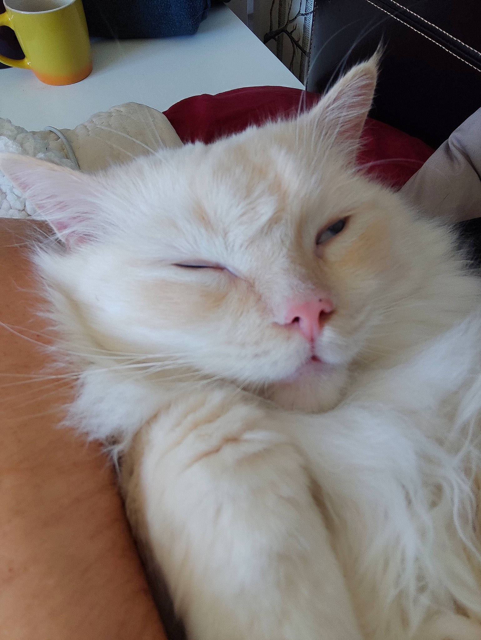 Tanuki is registered to the contest to win money with this photo: bellini, carnivore, cat, claw, comfort, cup, fawn, felidae, fur, hardwood, passion_fruit_juice, paw, ragdoll, small_to_medium_sized_cats, snout, tail, whiskers, yellow