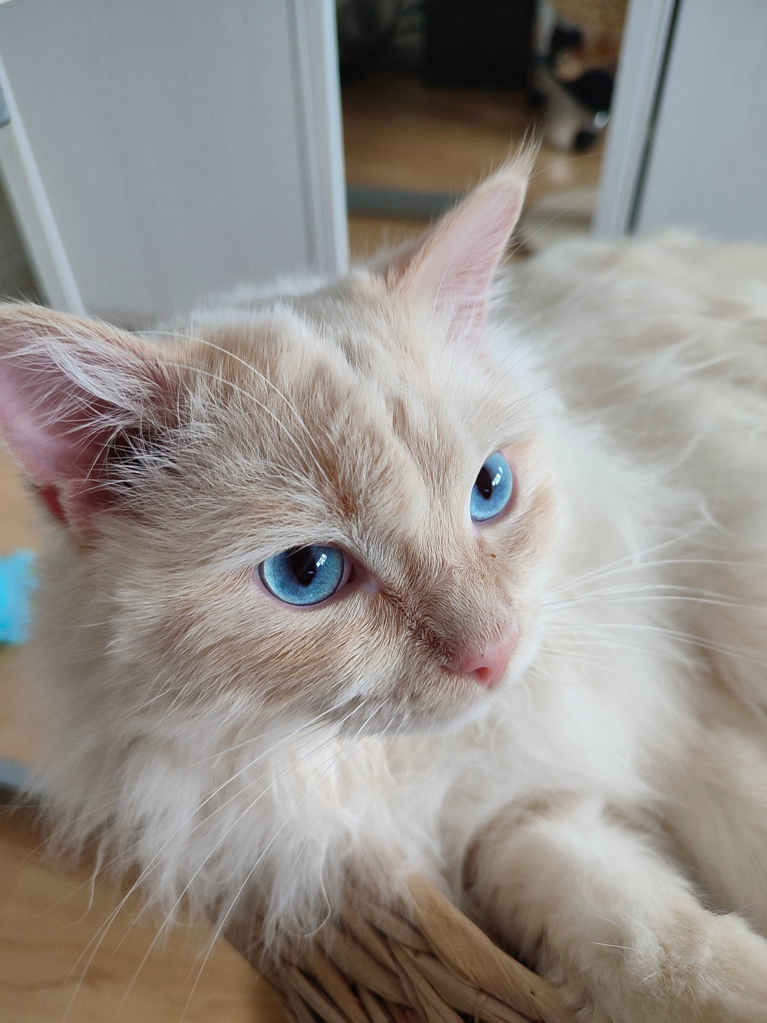 Tanuki joined the competition — help win amazing prizes! carnivore, cat, claw, domestic_short_haired_cat, electric_blue, fawn, felidae, flooring, fur, hardwood, mammal, paw, small_to_medium_sized_cats, snout, vertebrate, whiskers, window, wood