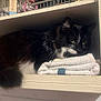 Boo joined the competition — help win amazing prizes! animal, black_and_white, cat, closeup, corner, cozy, domestic, feline, fur, fur_pattern, hidden, household_items, indoors, looking, pet, quiet, resting, shelf, toiletries, towel