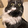 Boo is registered to the contest to win money with this photo: animal, bathroom, black_and_white, cat, close_up, curious, cute, domestic, feline, fluffy, fur, indoor, mammal, pet, portrait, sitting, towel, whiskers, yellow_eyes