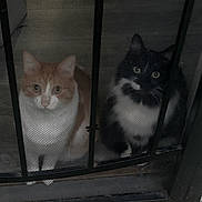 Boo is registered to the contest to win money with this photo: alert, animals, black_cat, cat, close_up, companions, curious, domestic_cat, feline, indoors, looking_out, metal_bars, orange_cat, pets, quiet, screen_door, sitting, two_animals, white_fur, wooden_floor