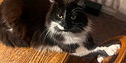 Boo is registered to the contest to win money with this photo: animal, black_and_white, cat, chair_back, curious, dining_room, domestic_cat, feline, fur, home, indoor, paw, pet, relaxed, shadow, stretching, table, whiskers, wooden_chair, wooden_table