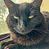 black_cat, cat, pet, animal, green_eyes, close_up, feline, whiskers, fur, indoor, window, natural_light, toy_mouse, playful, portrait, cute, domestic_animal, relaxed, soft_light, sleepy