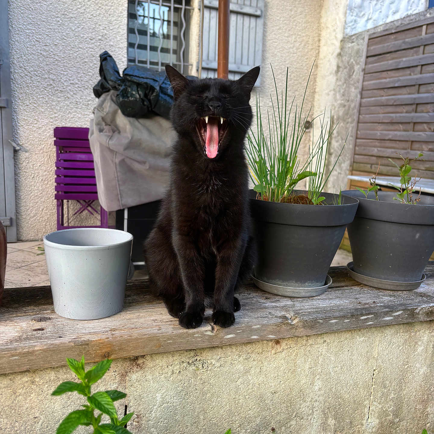 Romeo a rejoint le concours — aidez-le/la à gagner de superbes lots ! animal, black_cat, cat, concrete_wall, daylight, feline, garden, greenery, nature, outdoor, pet, plant_pots, purple_chair, shutter, teeth, tongue, umbrella, window, wooden_ledge, yawning