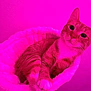 Beans is registered to the contest to win money with this photo: cat, feline, pet, animal, indoor, bed, cozy, fur, whiskers, relaxed, pink_light, portrait, cute, domestic, soft, resting, paws, ears, looking, closeup