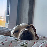 Casper joined the competition — help win amazing prizes! dog, sleeping, bed, blanket, floral_pattern, indoor, cozy, closeup, nose, closed_eyes, relaxation, comfort, home, window, daylight, furniture, cabinet, urban_view, calm, rest