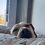 dog, sleeping, bed, blanket, floral_pattern, indoor, cozy, closeup, nose, closed_eyes, relaxation, comfort, home, window, daylight, furniture, cabinet, urban_view, calm, rest