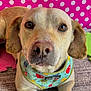 Casper is registered to the contest to win money with this photo: dog, close_up, bandana, pet, indoor, brown_dog, polka_dot, pink_background, carpet, cute, animal, mammal, looking_at_camera, collar, playful, ears, snout, fur, domestic_animal, portrait
