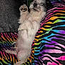 Kirby joined the competition — help win amazing prizes! animal, blanket, colorful, companion, cozy, cute, dog, fur, furry, indoor, lying_down, paw_raised, pet, playful, rainbow_colors, relaxed, resting, small_dog, tongue_out, zebra_stripes