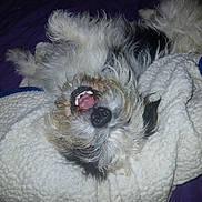 Kirby joined the competition — help win amazing prizes! animal, blanket, canine, comfort, cozy, cute, dog, fluffy, fur, indoor, lying_down, mouth_open, pet, playful, purple, relaxed, resting, sleeping, teeth, white