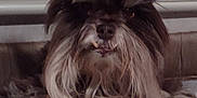 Johnjohn joined the competition — help win amazing prizes! animal, canine, companion, cute, dog, domestic_animal, ears, face, fur, furry, indoor, long_hair, lying_down, mammal, pet, resting, snout, texture, whiskers, window_blinds