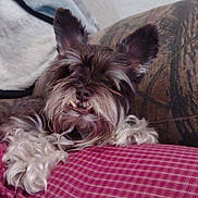 Johnjohn is registered to the contest to win money with this photo: animal, blanket, brown_fur, comfort, couch, cozy, cute, dog, ears, fur, furry, home, indoor, paw, pet, red_cushion, relaxed, resting, smiling, snuggly