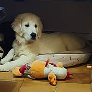 Aslan a rejoint le concours — aidez-le/la à gagner de superbes lots ! dog, golden_retriever, puppy, bed, toy, stuffed_animal, floor, tile_floor, indoors, pet, animal, laying_down, cozy, fur, cute, young_dog, domestic_animal, relaxing, home, companion