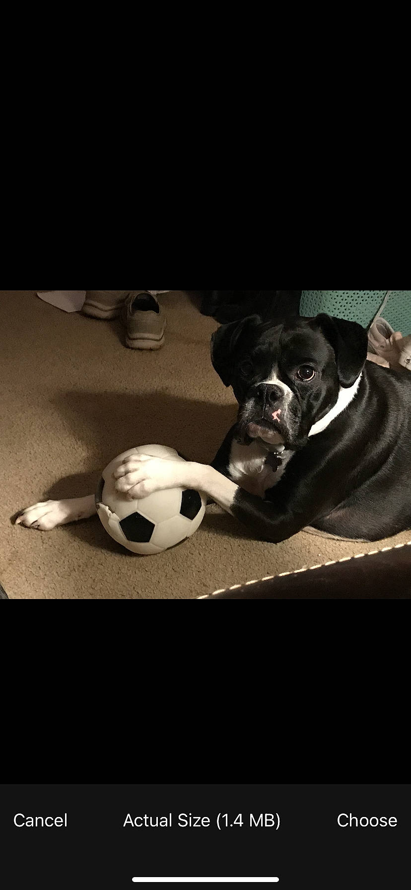 Baylee is registered to the contest to win money with this photo: ball, carmine, carnivore, comfort, companion_dog, darkness, dog, dog_breed, flash_photography, flooring, football, grey, metal, monochrome_photography, snout, sporting_group, still_life_photography, window, wood, working_animal