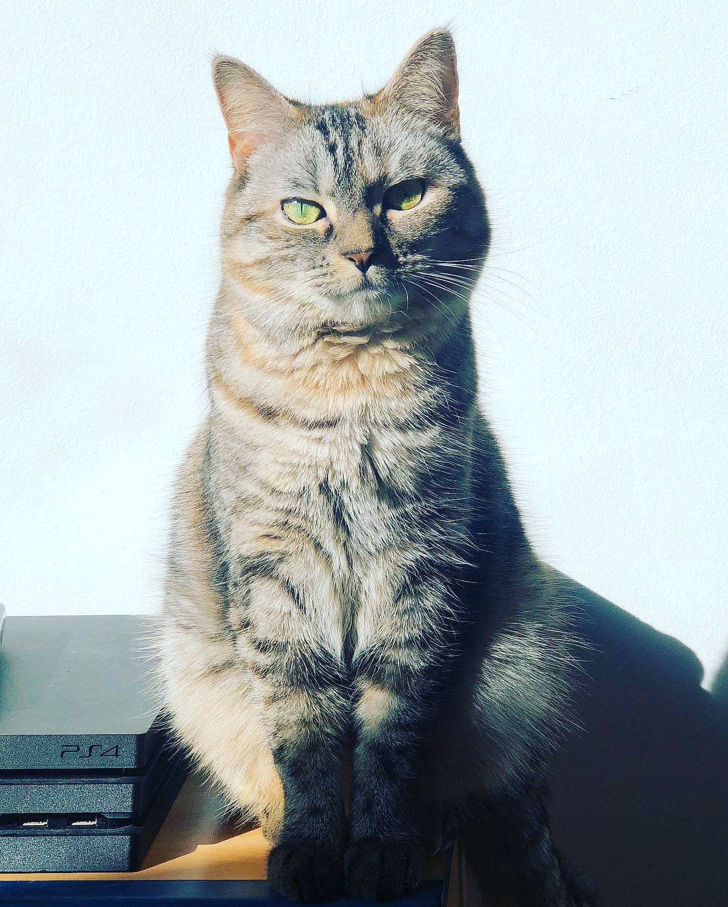 Pika a rejoint le concours — aidez-le/la à gagner de superbes lots ! art, carnivore, cat, domestic_short_haired_cat, electric_blue, felidae, fur, illustration, iris, paw, rectangle, sitting, small_to_medium_sized_cats, snout, tail, terrestrial_animal, whiskers, window