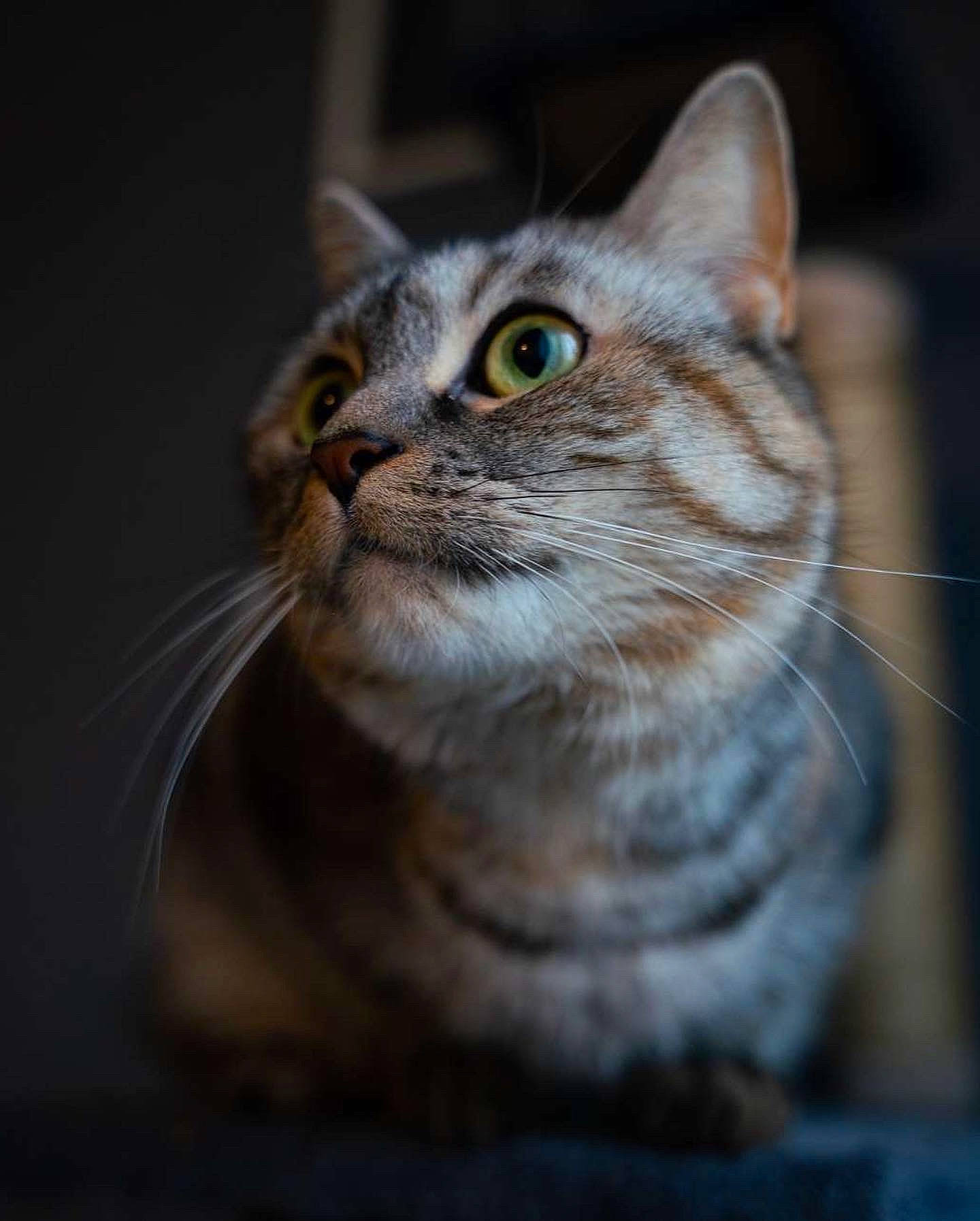 Pika participe au concours pour gagner de l'argent avec cette photo : carnivore, cat, darkness, domestic_short_haired_cat, door, eye, felidae, fur, grass, iris, macro_photography, night, small_to_medium_sized_cats, snout, terrestrial_animal, tree, whiskers, wildlife, window