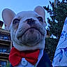 dog, french_bulldog, pet, portrait, close_up, face, ears, wrinkles, muzzle, bow_tie, costume, dressed_up, outdoor, blue_sky, trees, balcony, building, human, selfie, funny