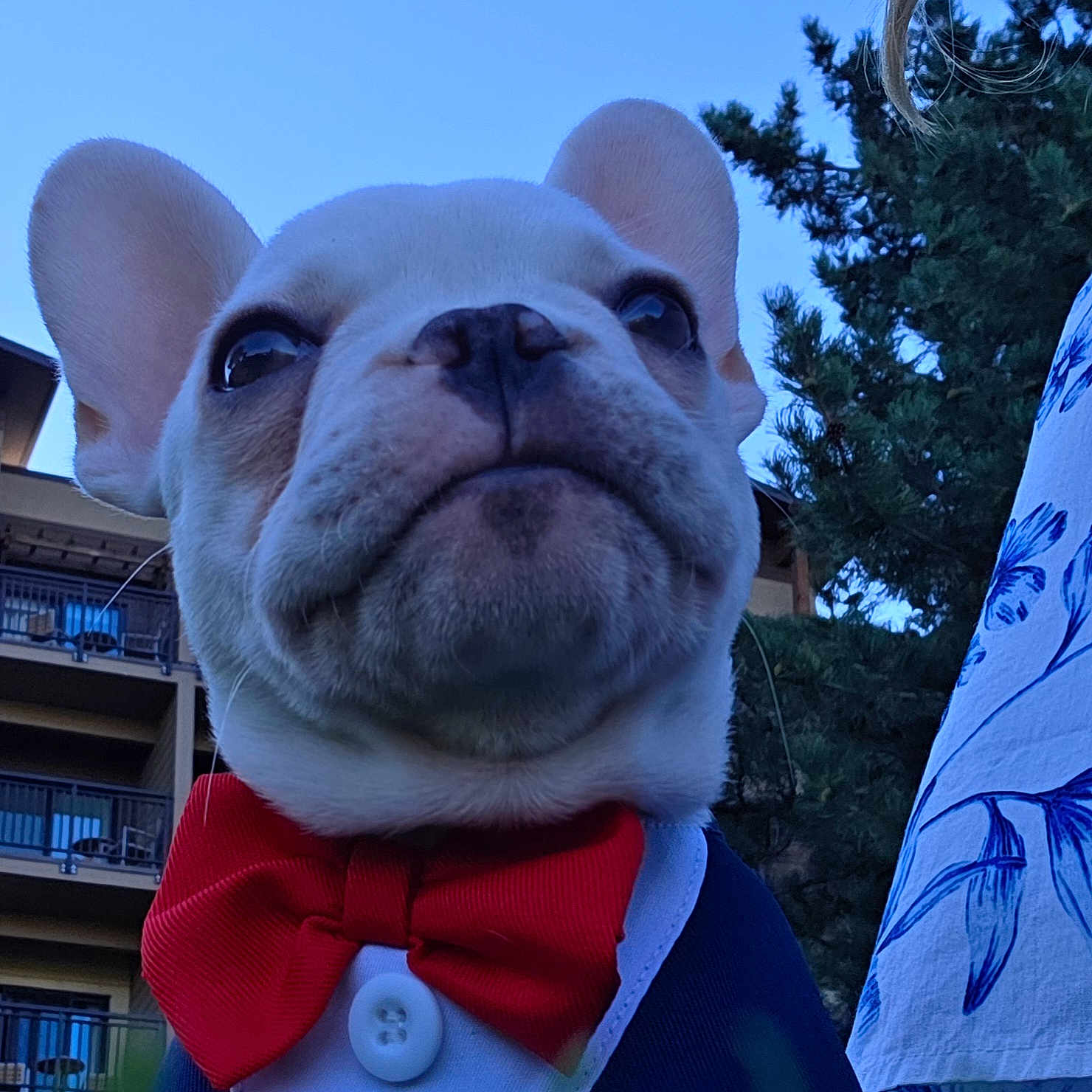 Otto joined the competition — help win amazing prizes! dog, french_bulldog, pet, portrait, close_up, face, ears, wrinkles, muzzle, bow_tie, costume, dressed_up, outdoor, blue_sky, trees, balcony, building, human, selfie, funny