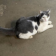 Scott joined the competition — help win amazing prizes! cat, gray_cat, white_cat, animal, pet, lying_down, concrete_floor, indoor, looking_away, fur, whiskers, tail, chat_app_screenshot, text_overlay, messaging_app, curious_expression, animal_portrait, domestic_cat, resting, side_view