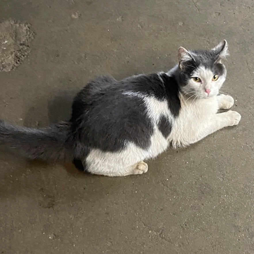 Scott joined the competition — help win amazing prizes! cat, gray_cat, white_cat, animal, pet, lying_down, concrete_floor, indoor, looking_away, fur, whiskers, tail, chat_app_screenshot, text_overlay, messaging_app, curious_expression, animal_portrait, domestic_cat, resting, side_view