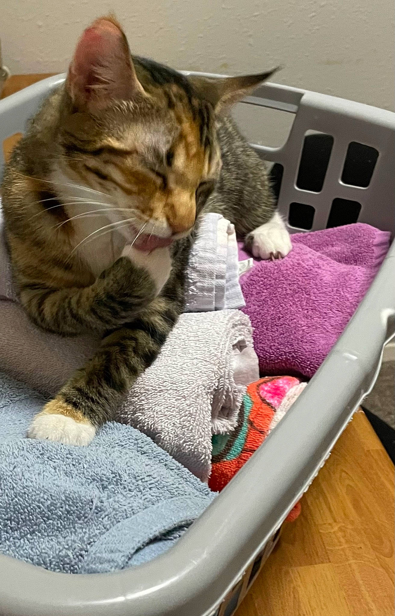 Ana joined the competition — help win amazing prizes! car_seat, carnivore, cat, cat_supply, claw, comfort, domestic_short_haired_cat, felidae, fur, linens, nap, paw, pet_supply, sitting, small_to_medium_sized_cats, snout, vehicle, whiskers