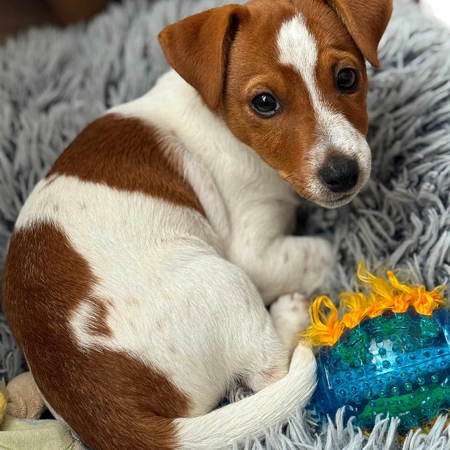 Aïko a rejoint le concours — aidez-le/la à gagner de superbes lots ! animal, blue_toy, brown_and_white, close_up, cute, dog, domestic_animal, fluffy_rug, fur, indoor, laying_down, looking_up, orange_toy, pet, playful, puppy, resting, small_dog, toy, young_dog