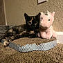 animal, carpet, cat, cozy, cute, feline, home, indoor, pet, plush_toy, power_outlet, relaxing, resting, scratch_pad, soft, stuffed_animal, tortoiseshell_cat, toy, unicorn, wall