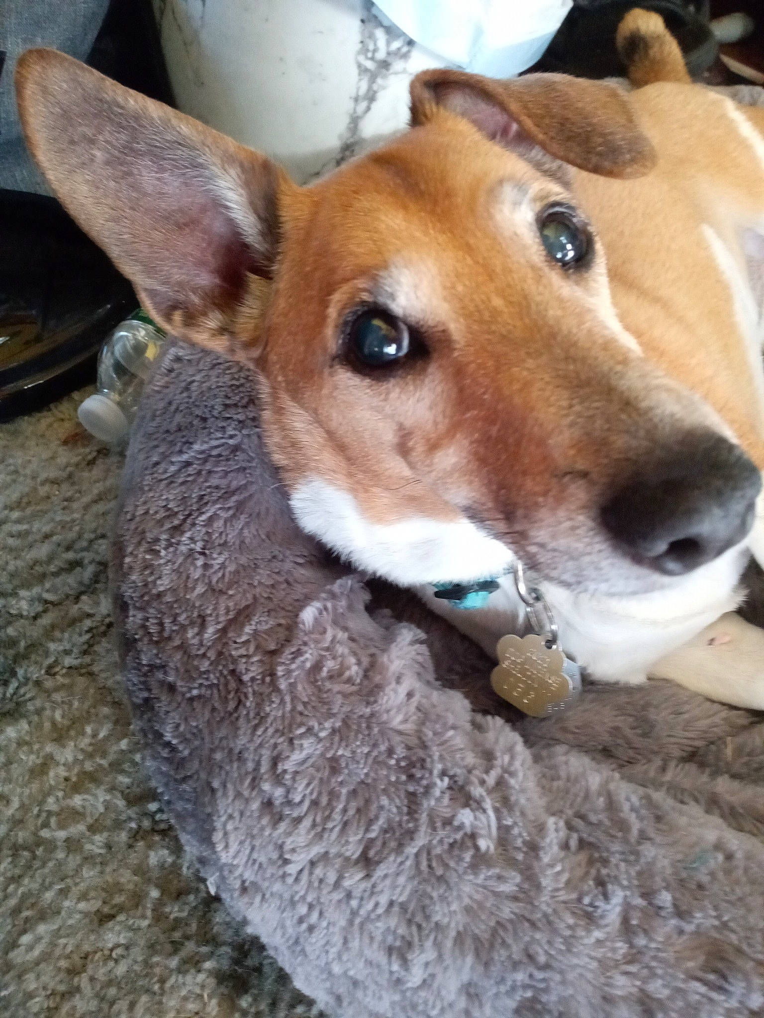 Chipper joined the competition — help win amazing prizes! ancient_dog_breeds, canidae, carnivore, collar, companion_dog, dog, dog_breed, fawn, fur, hound, hunting_dog, non_sporting_group, snout, sporting_group, street_dog, terrestrial_animal, whiskers, working_animal