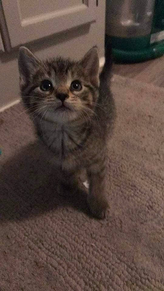 Razo is registered to the contest to win money with this photo: automotive_tire, carnivore, cat, claw, domestic_short_haired_cat, felidae, flooring, fur, grey, paw, road_surface, sitting, small_to_medium_sized_cats, square, tail, terrestrial_animal, whiskers