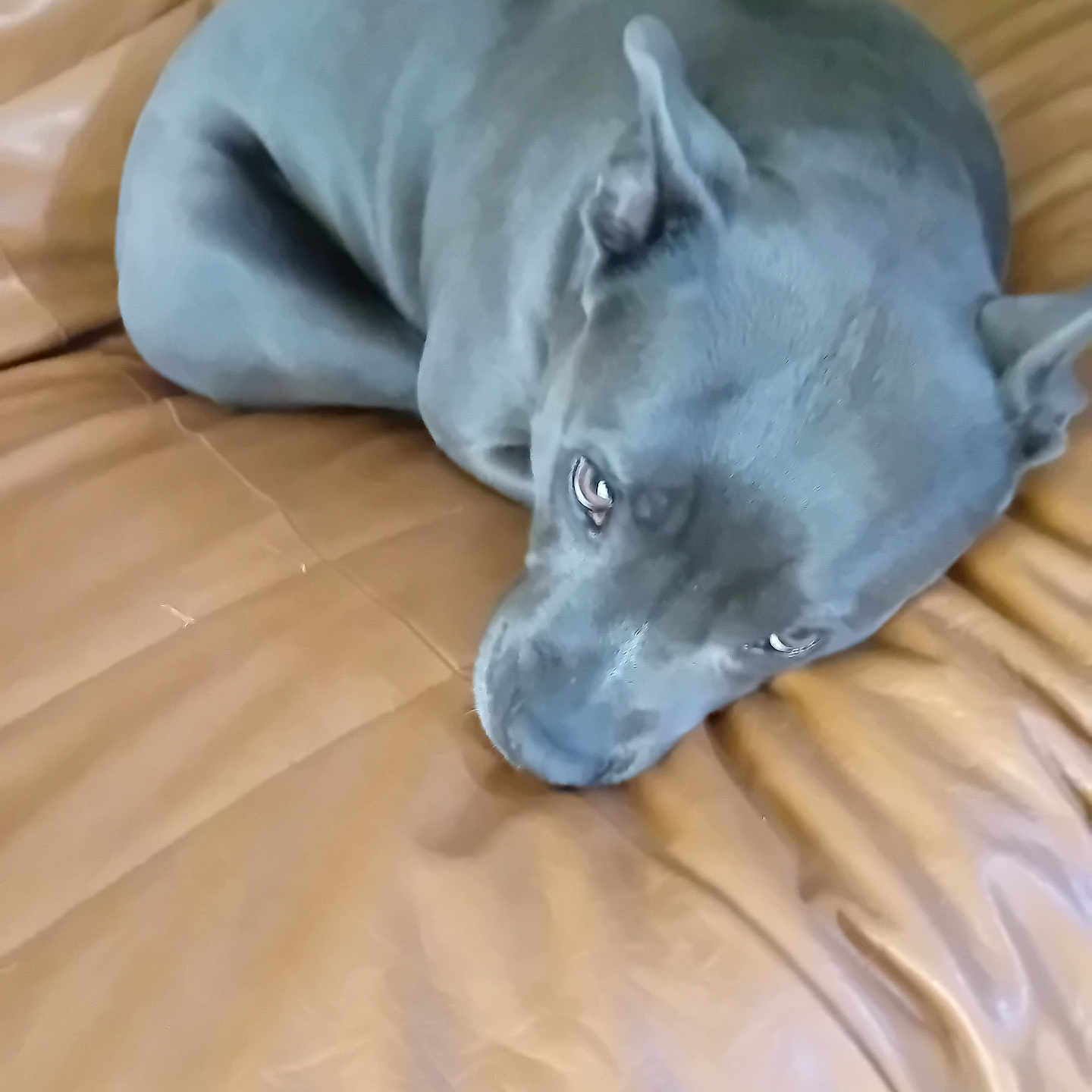 Blouma participe au concours pour gagner de l'argent avec cette photo : animal, blanket, bulldog, canine, cushion, dog, greatdane, homedecor, indoors, interiordesign, pet, pitbull, puppy, sealife, sealion, snout