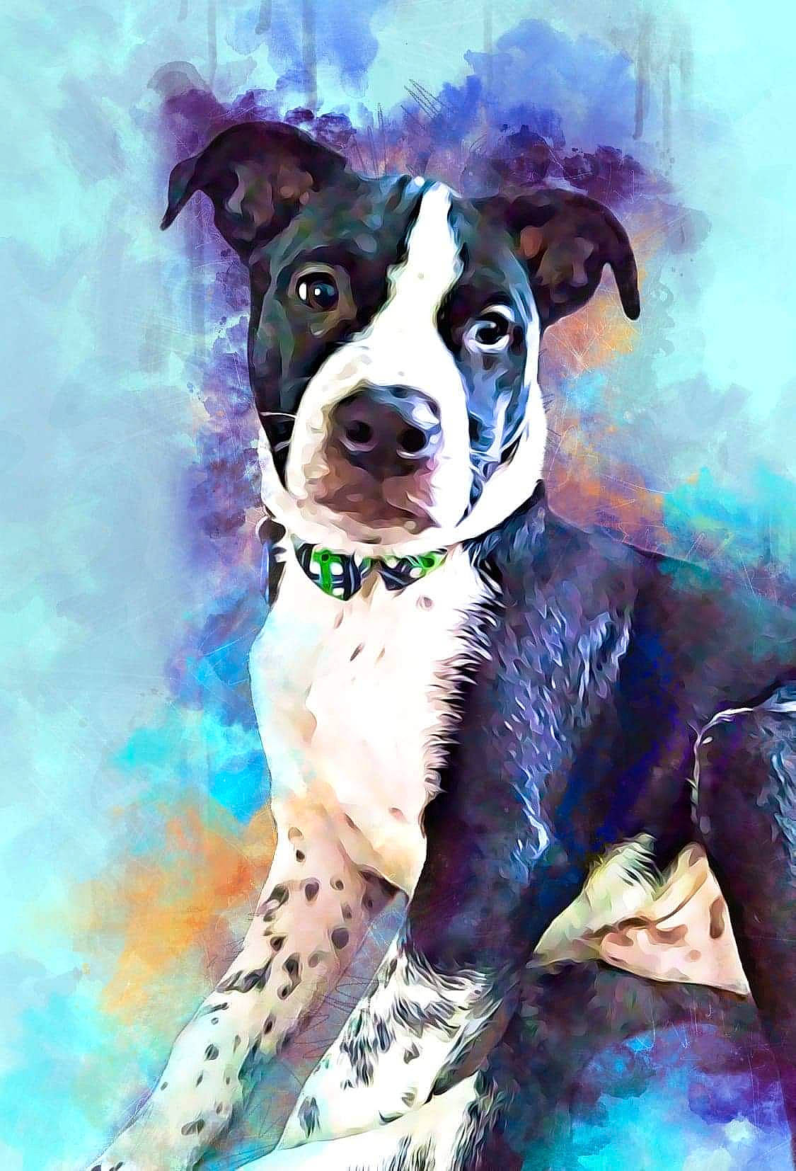 Bandit is registered to the contest to win money with this photo: art, ball, carnivore, collar, companion_dog, dog, dog_breed, dog_collar, dog_supply, drawing, fawn, fur, illustration, leash, paint, painting, pattern, snout, watercolor_paint, working_animal