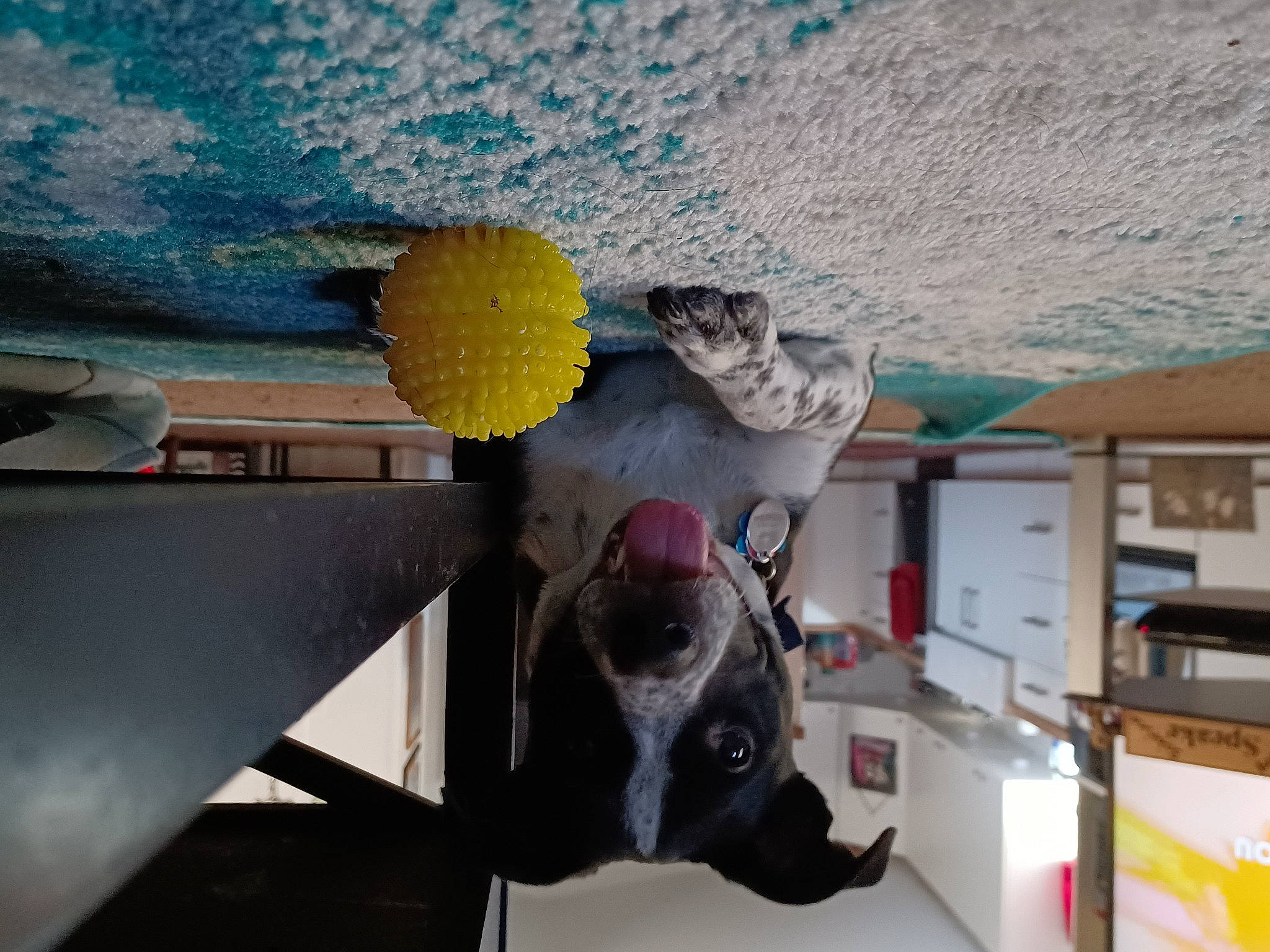 Bandit joined the competition — help win amazing prizes! art, ceiling, concrete, flower, flowerpot, glass, helmet, landscape, leisure, plant, recreation, rock, room, sculpture, shadow, table, tints_and_shades, vertebrate, visual_arts, wall