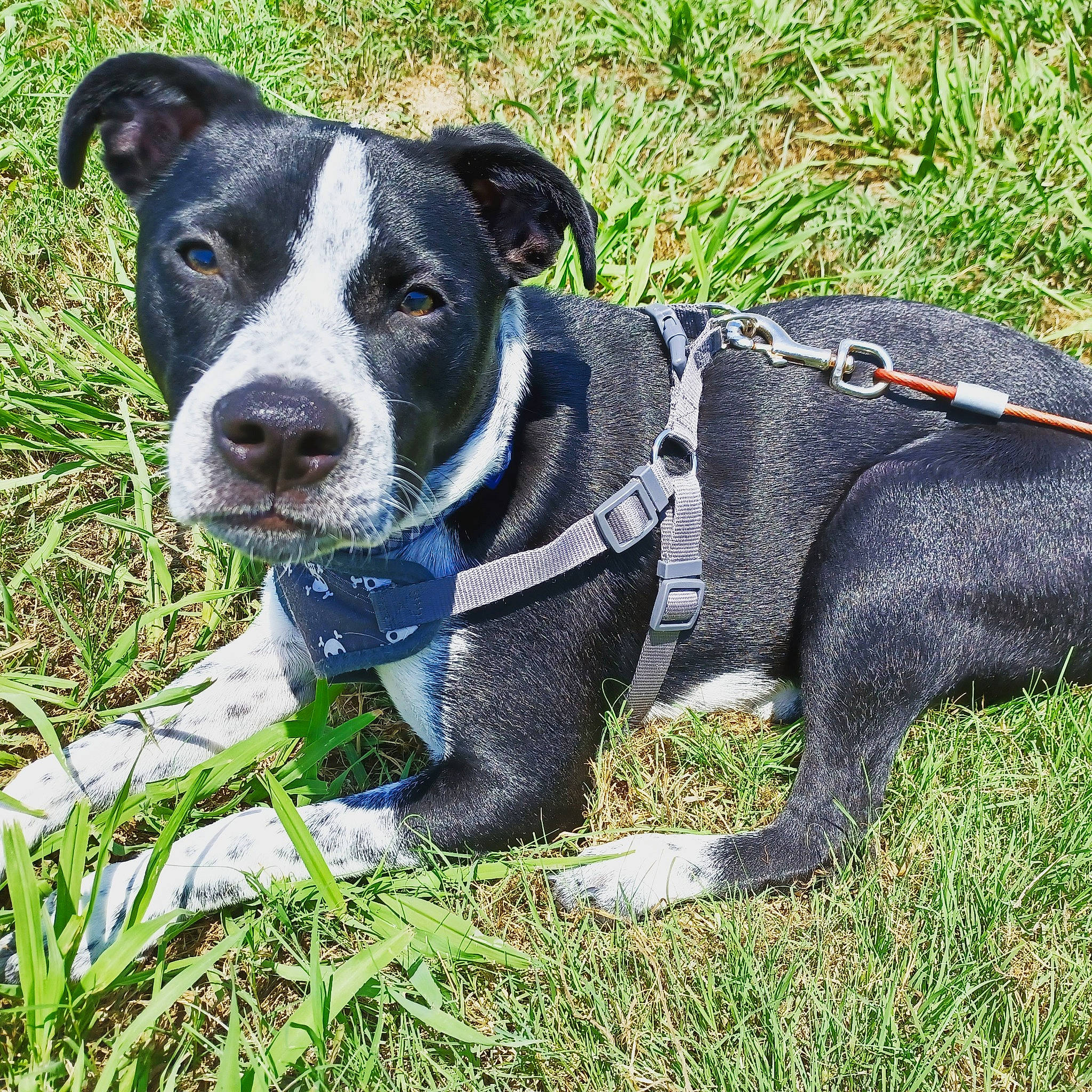 Bandit joined the competition — help win amazing prizes! canidae, carnivore, collar, companion_dog, dog, dog_breed, dog_collar, dog_supply, electric_blue, grass, hunting_dog, leash, pet_supply, plant, snout, sporting_group, terrestrial_animal, whiskers, working_animal, working_dog