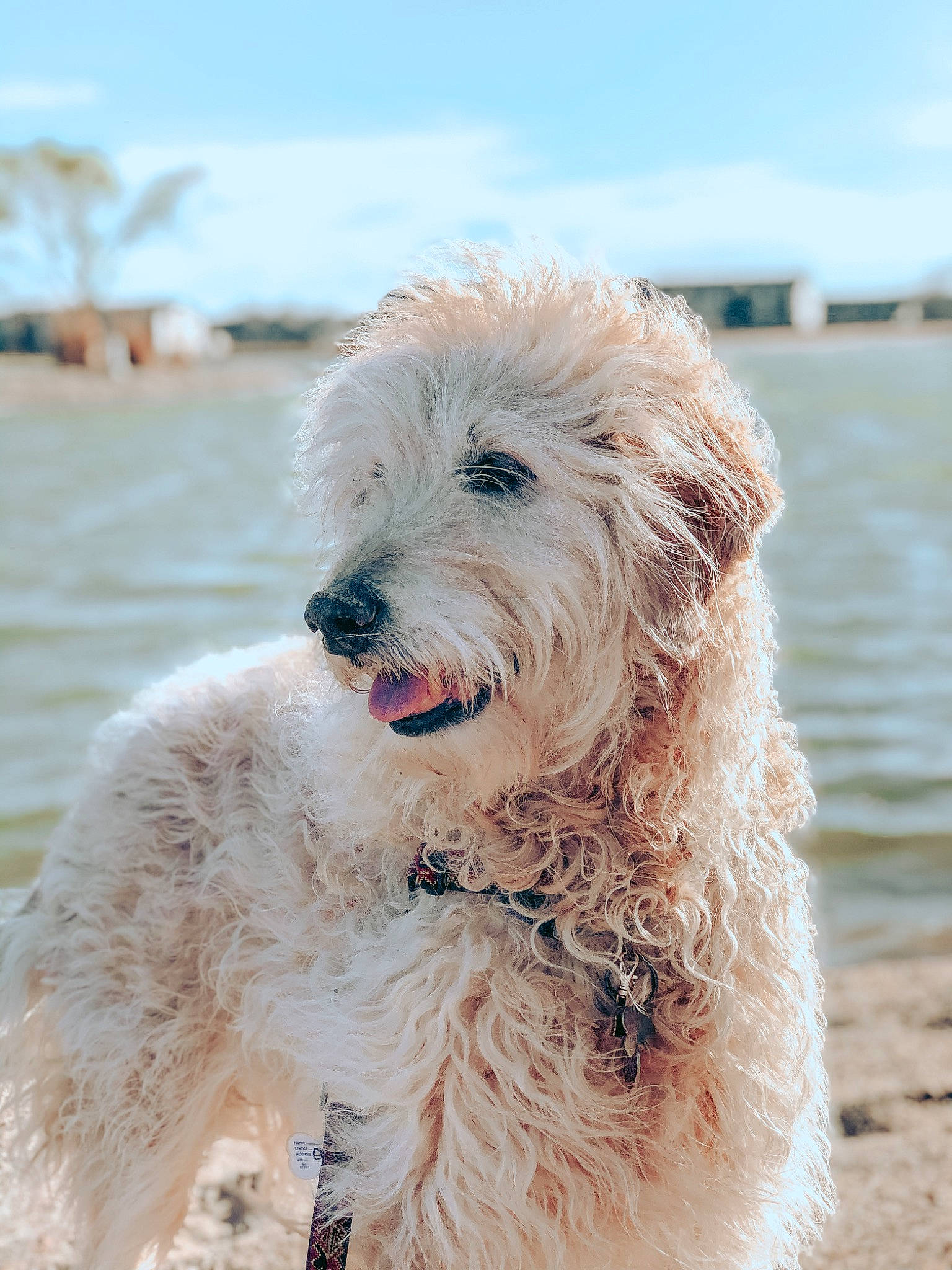 Anya joined the competition — help win amazing prizes! beach, canidae, carnivore, cloud, companion_dog, dog, dog_breed, fur, labradoodle, lake, landscape, non_sporting_group, ocean, sky, small_terrier, snout, sporting_group, terrier, water, working_animal